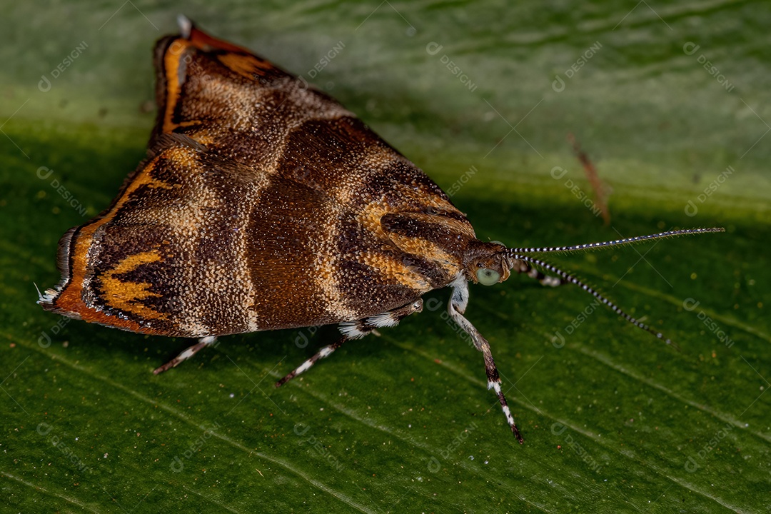 Mariposa Metalmark adulta da espécie Tortyra meratella