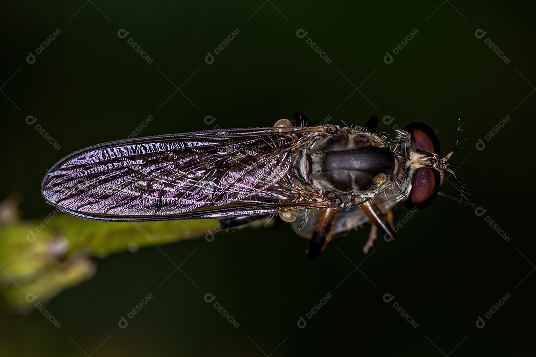 Mosca ladrão adulta do gênero Ommatius atacando um inseto cigarrinha adulto da família Cicadellidae