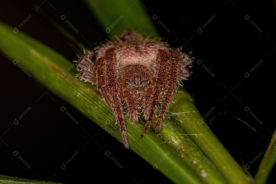 Feminino Adulto Típico Orbweaver da espécie Eriophora edax