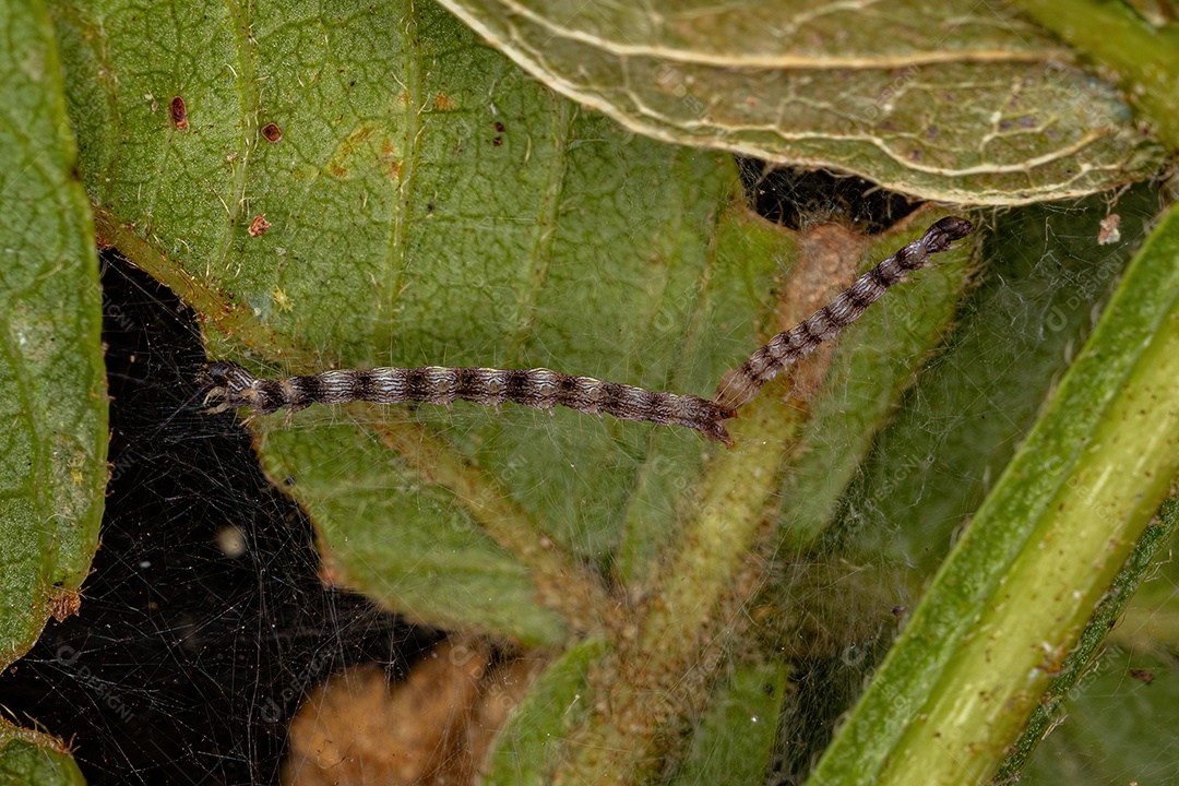 Pequena larva de mariposa da Ordem Lepidoptera