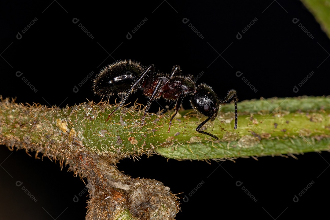 Formiga carpinteira fêmea adulta do gênero Camponotus