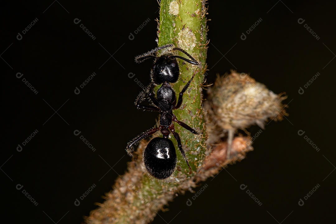 Formiga carpinteira fêmea adulta do gênero Camponotus