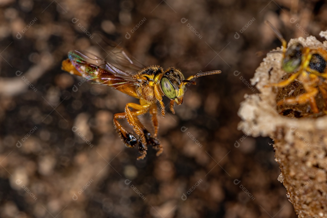 Abelha Jataí adulta da espécie Tetragonisca angustula