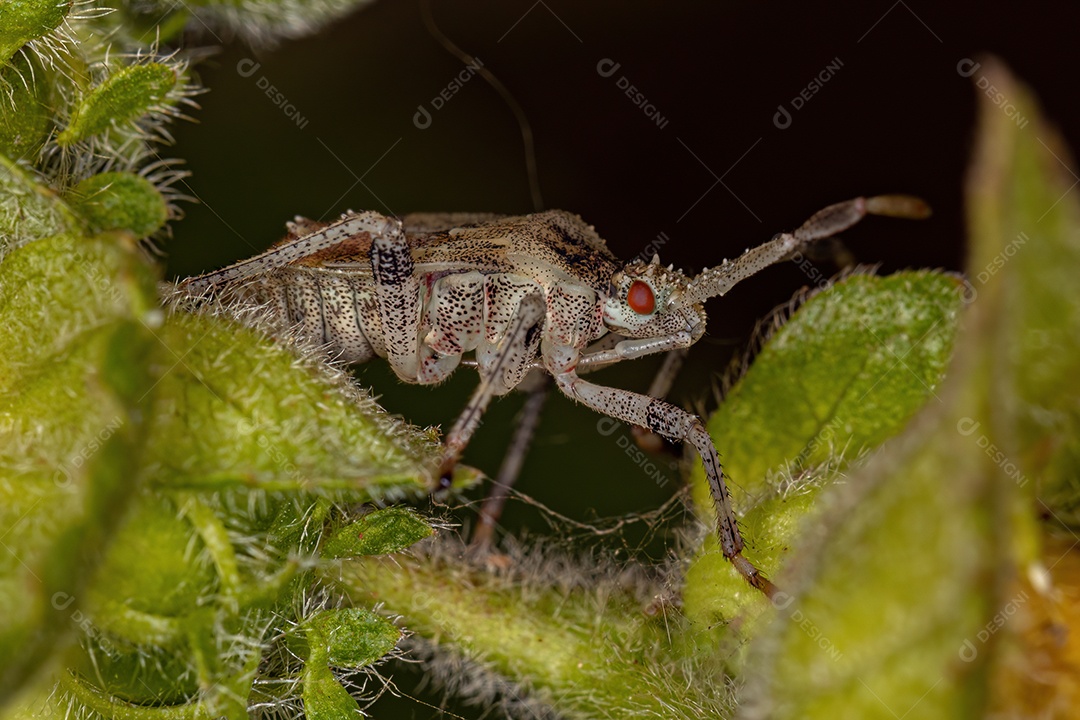 Inseto adulto da espécie Hypselonotus fulvus