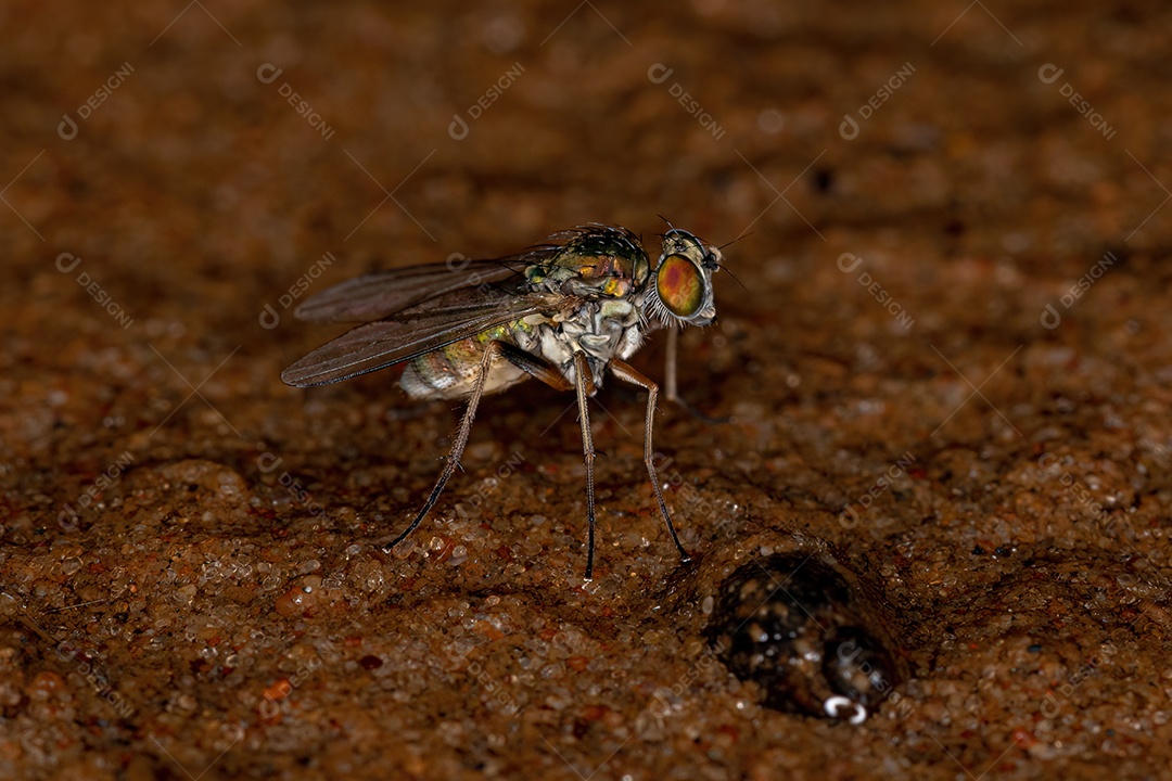 Mosca pernalta adulta da família Dolichopodidae