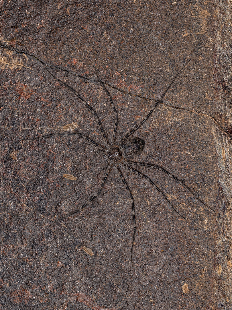 Aranha Trechaleid fêmea adulta da família Trechaleidae