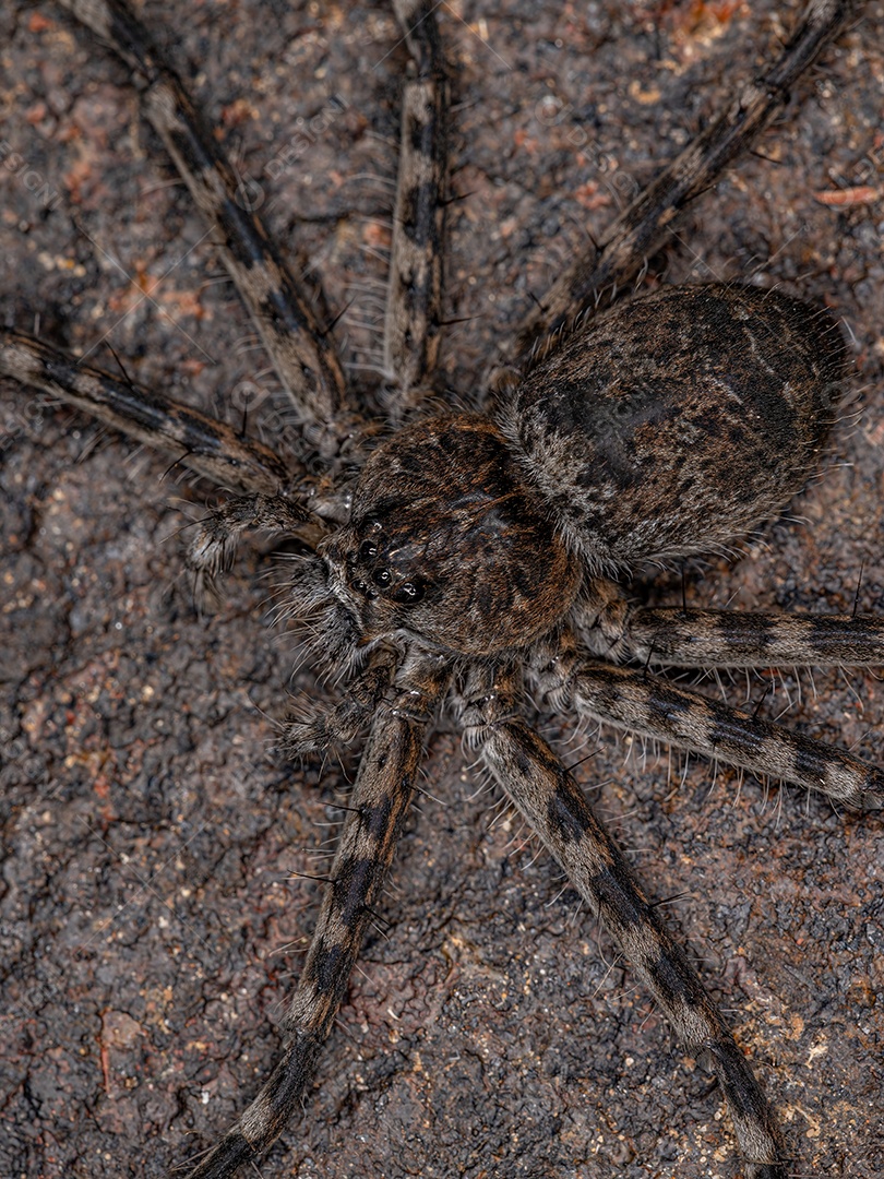 Aranha Trechaleid fêmea adulta da família Trechaleidae