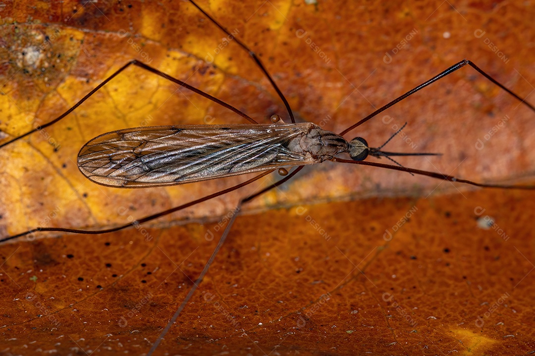 Mosca limonídea adulta do gênero Geranomyia