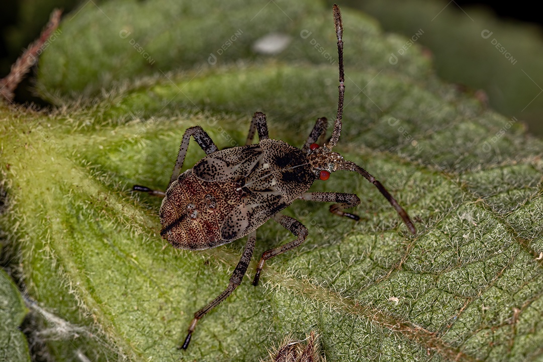 Inseto sobre folhas verde floresta