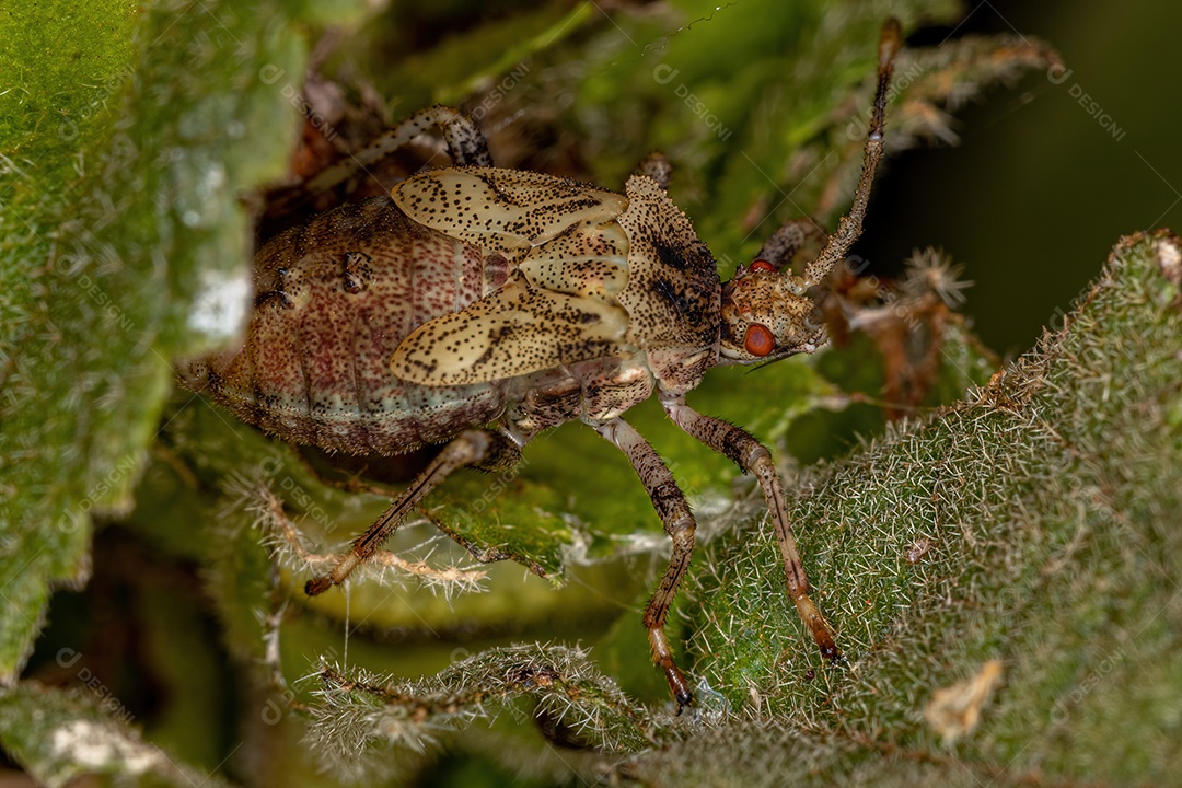 Feminino Adulto Típico Orbweaver da espécie Eriophora edax