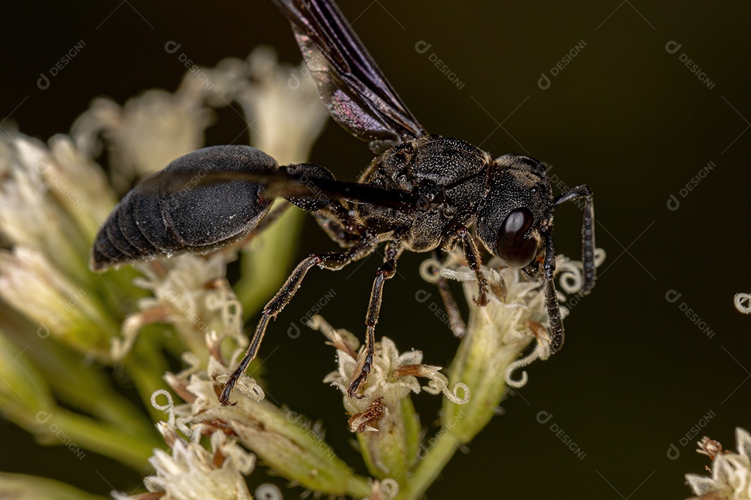 Mosca ladrão adulta do gênero Ommatius atacando um inseto cigarrinha adulto da família Cicadellidae
