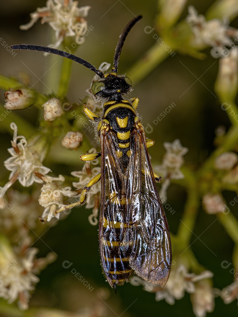 Mariposa-tigre adulta do gênero Dycladia