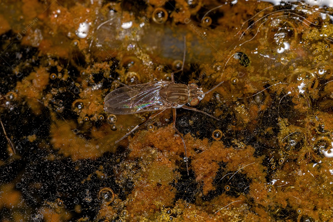 Inseto Mosca Adulto da Superfamília Ephydroidea na água