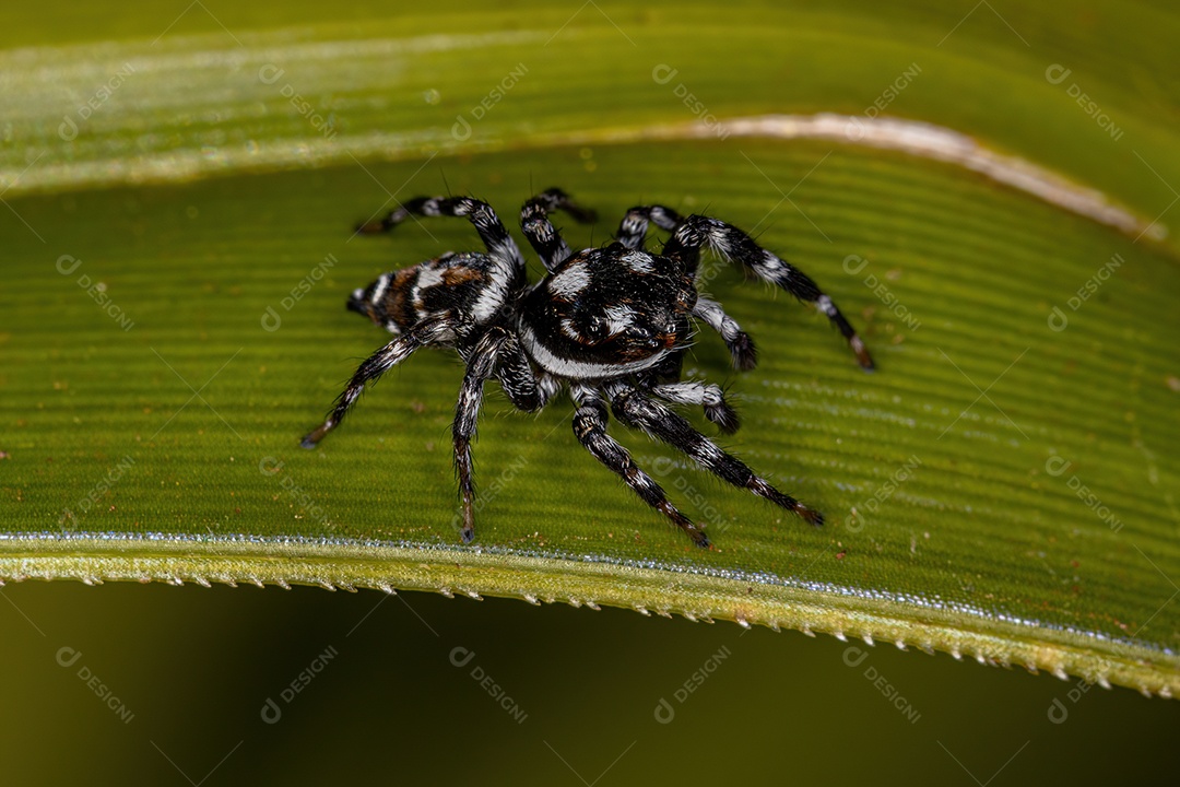 Inseto sobre folhas verde floresta