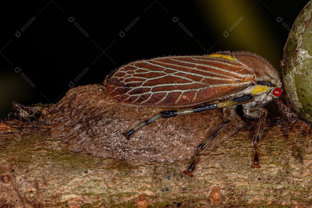 Aetalionid Treehopper adulto da espécie Aetalion reticulatum