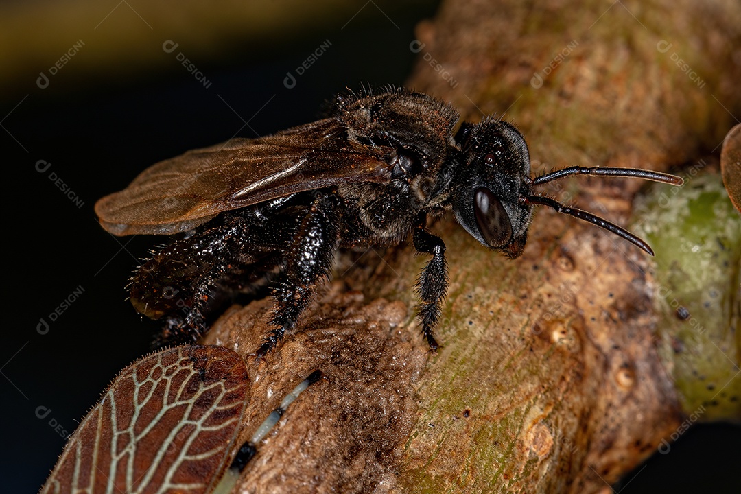 Abelha sem ferrão adulta da tribo Meliponini com Aetalionidae Treehopper Insetos da espécie Aetalion reticulatum