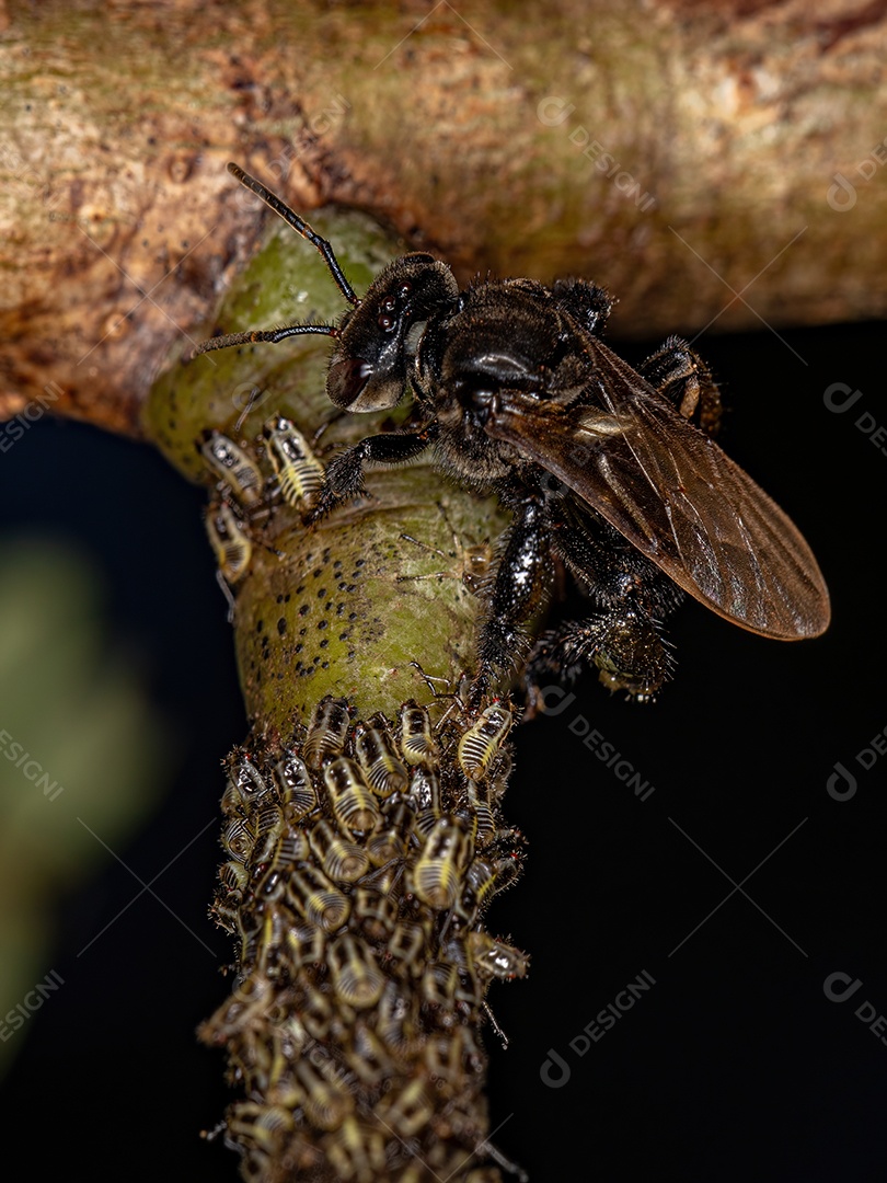 Abelha sem ferrão adulta da tribo Meliponini com Aetalionidae Treehopper Insetos da espécie Aetalion reticulatum