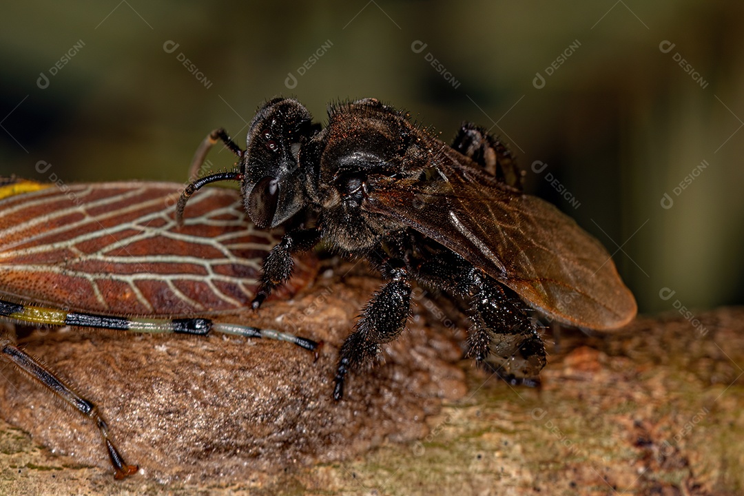 Abelha sem ferrão adulta da tribo Meliponini com Aetalionidae Treehopper Insetos da espécie Aetalion reticulatum