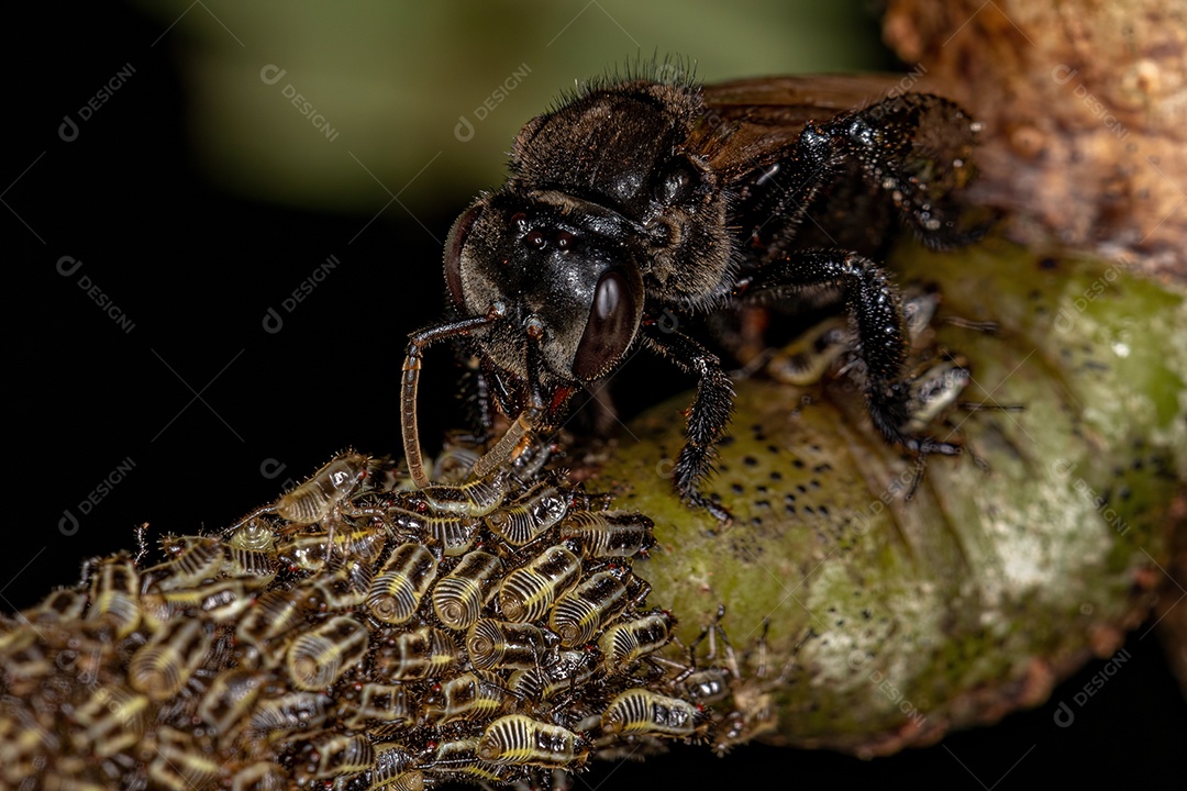 Abelha sem ferrão adulta da tribo Meliponini com Aetalionidae Treehopper Insetos da espécie Aetalion reticulatum