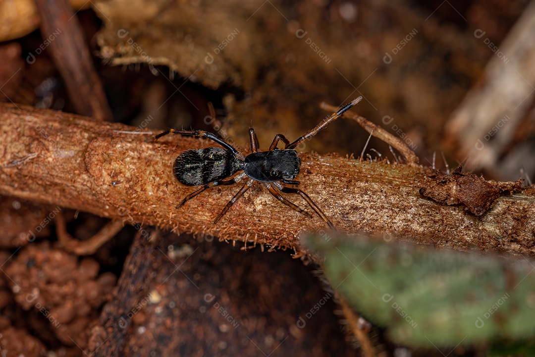 Aranha saltadora adulta do gênero Sarinda que imita formigas carpinteiras do gênero camponotus