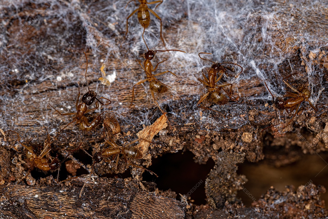 Formigas carpinteiras fêmeas adultas do gênero Camponotus