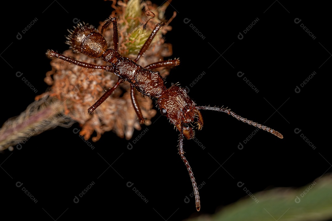 Fêmea Adulto Formiga Golden Sugar Cintilante da espécie Camponotus sericeiventris com Aetalionid Treehopper Ninfas da espécie Aetalion reticulatum