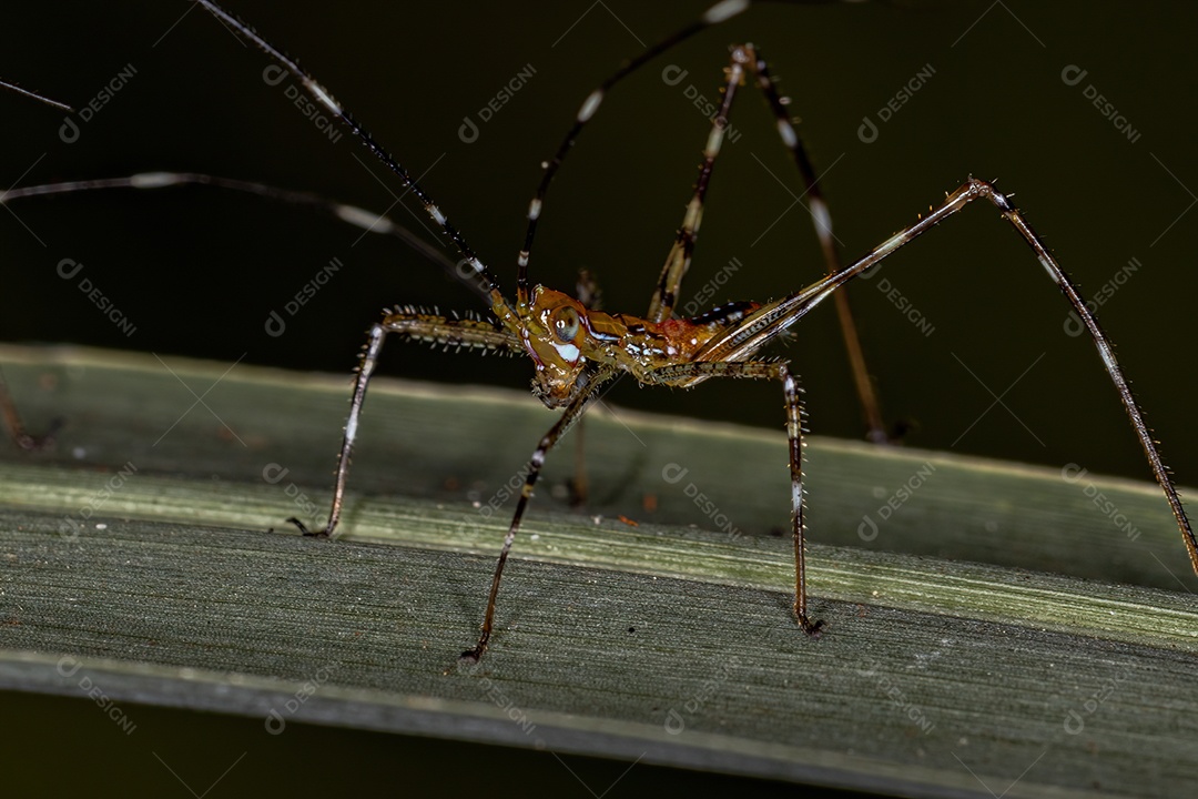 Folha Katydid Ninfa e ovos da Subfamília Phaneropterinae