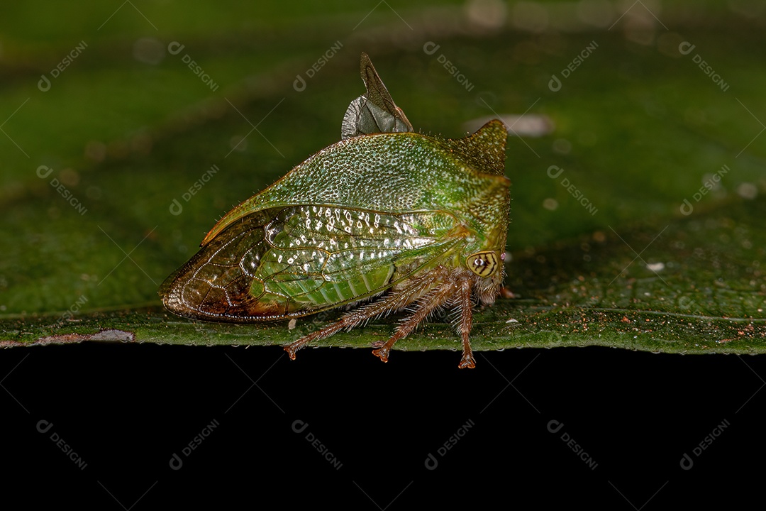 Búfalo adulto Treehopper da tribo Ceresini