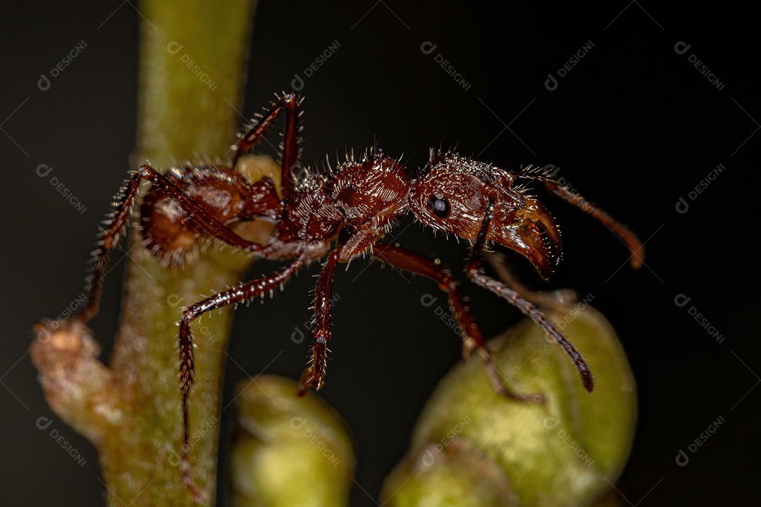 Formiga Ectatommine Fêmea Adulta do Gênero Ectatomma