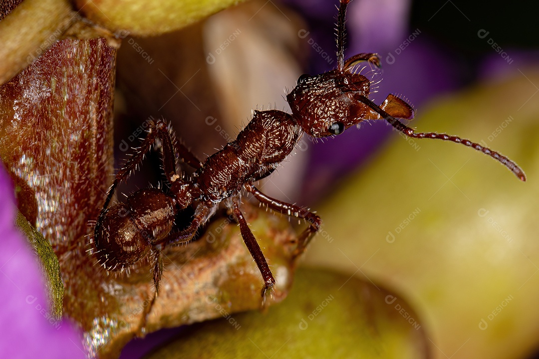 Inseto sobre folhas verde floresta