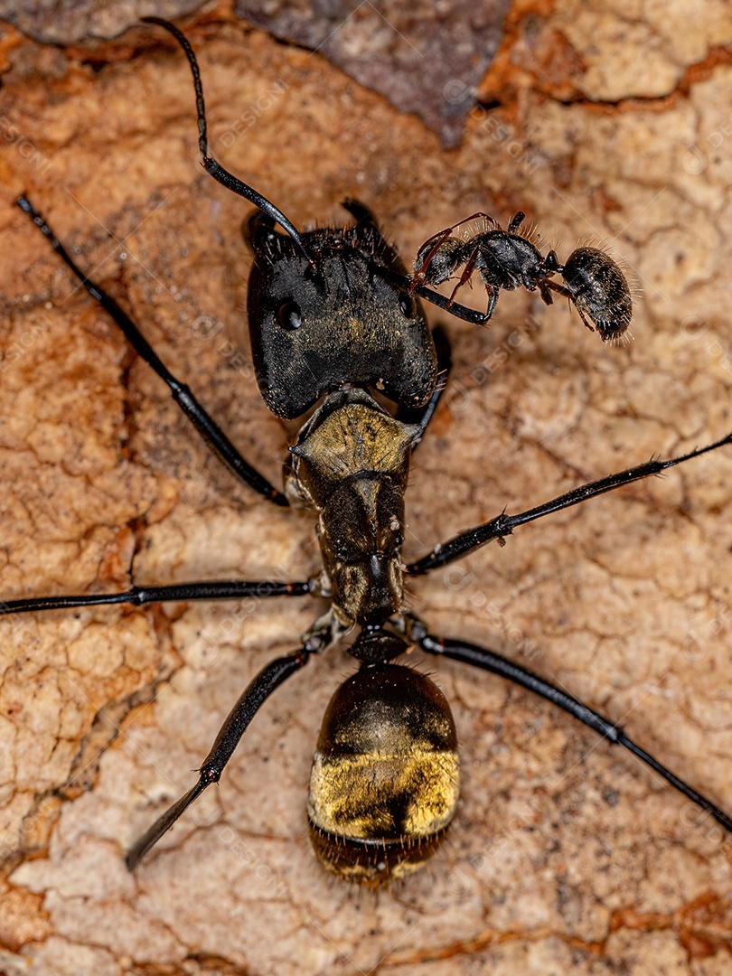 Fêmea Adulto Formiga Dourada Cintilante da espécie Camponotus sericeiventris com uma pequena formiga em sua antena