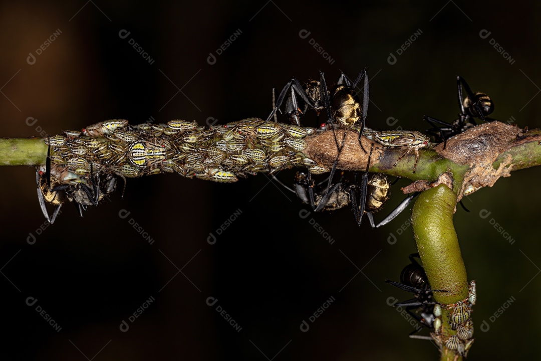 Inseto sobre folhas verde floresta