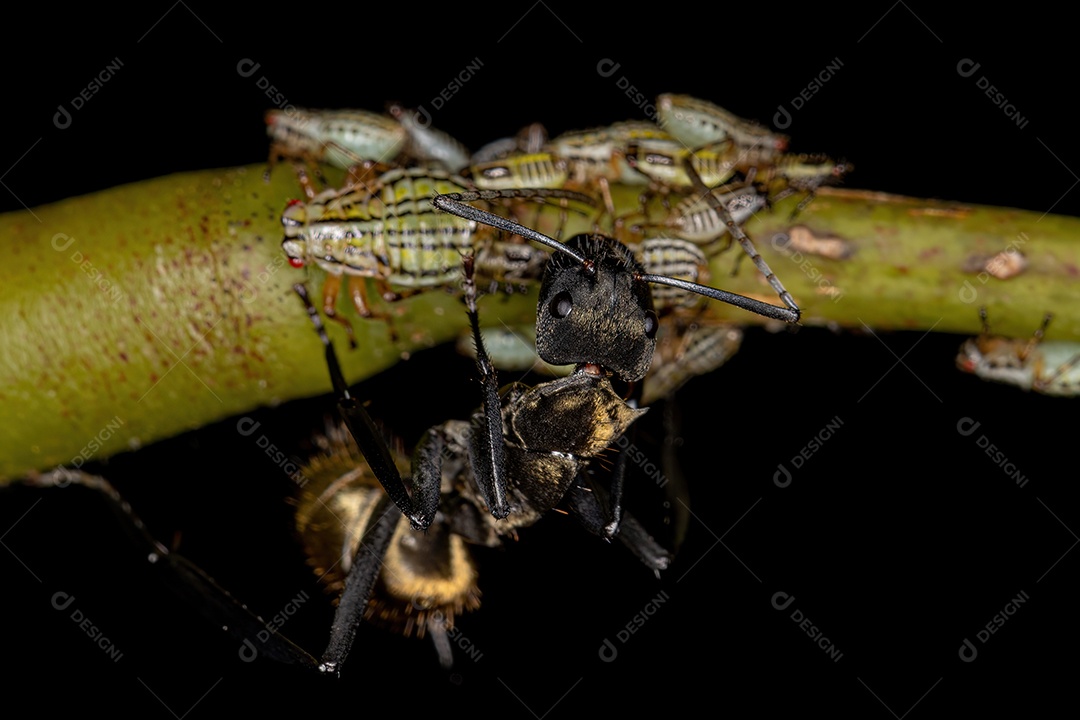 Inseto sobre folhas verde floresta