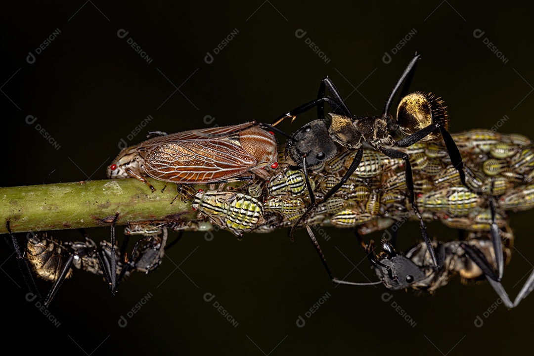 Fêmea Adulto Formiga Golden Sugar Cintilante da espécie Camponotus sericeiventris com Aetalionid Treehopper Ninfas da espécie Aetalion reticulatum