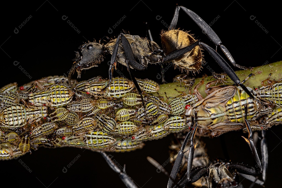 Fêmea Adulto Formiga Golden Sugar Cintilante da espécie Camponotus sericeiventris com Aetalionid Treehopper Ninfas da espécie Aetalion reticulatum