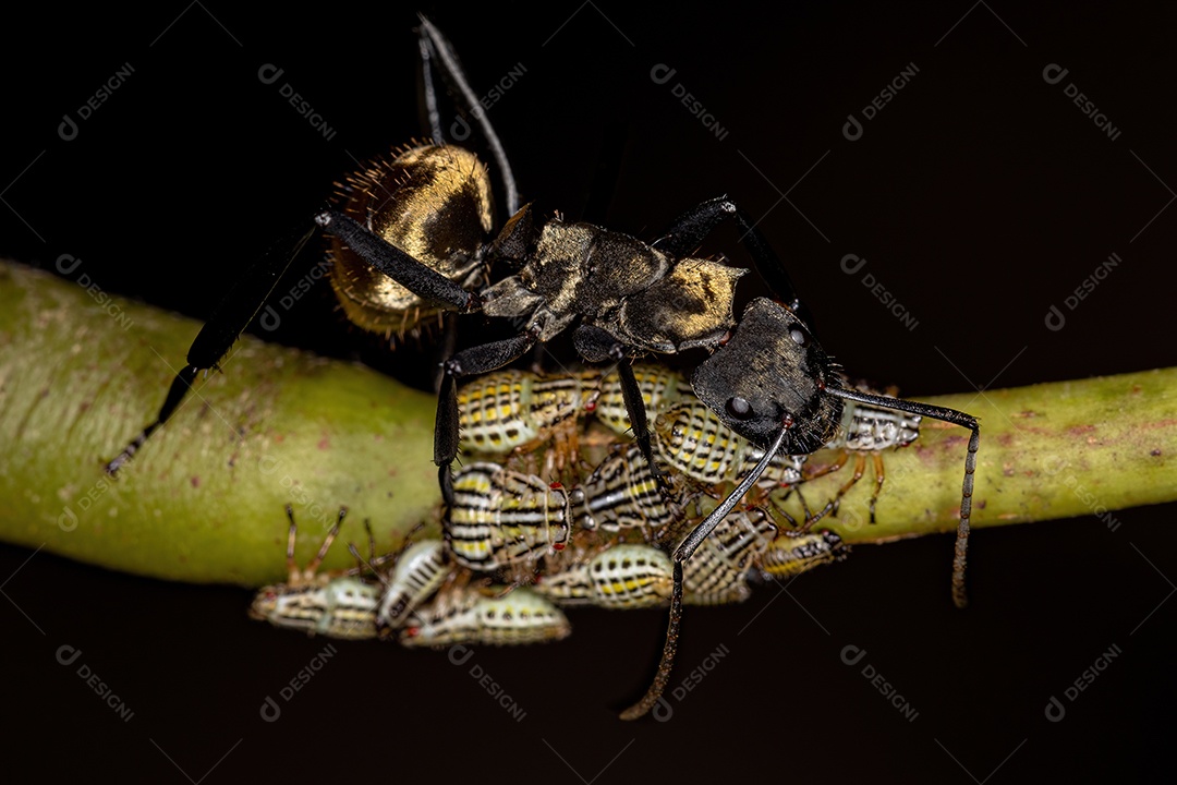 Fêmea Adulto Formiga Golden Sugar Cintilante da espécie Camponotus sericeiventris com Aetalionid Treehopper Ninfas da espécie Aetalion reticulatum
