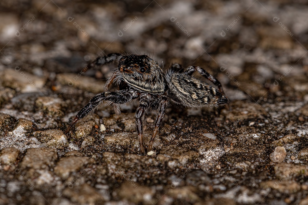 Pequena Aranha Saltadora da Subtribo Freyina