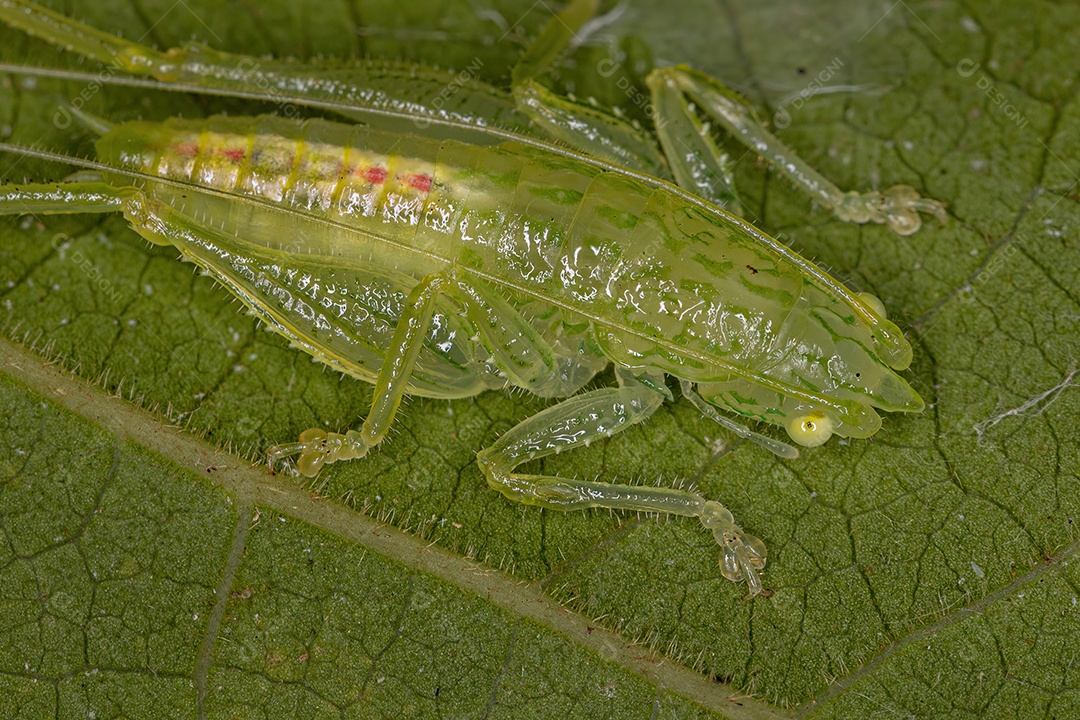Adulto Dictyopharid Planthopper Inseto da família Dictyopharidae que se parece com um gavial ou crocodilo