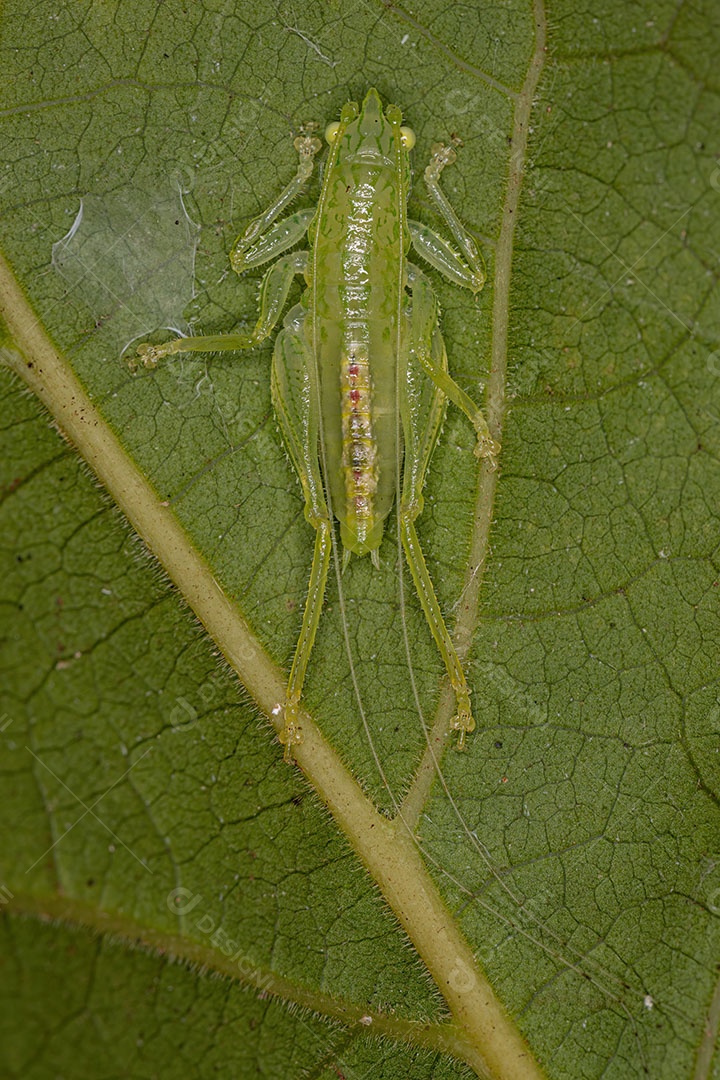 Adulto Dictyopharid Planthopper Inseto da família Dictyopharidae que se parece com um gavial ou crocodilo