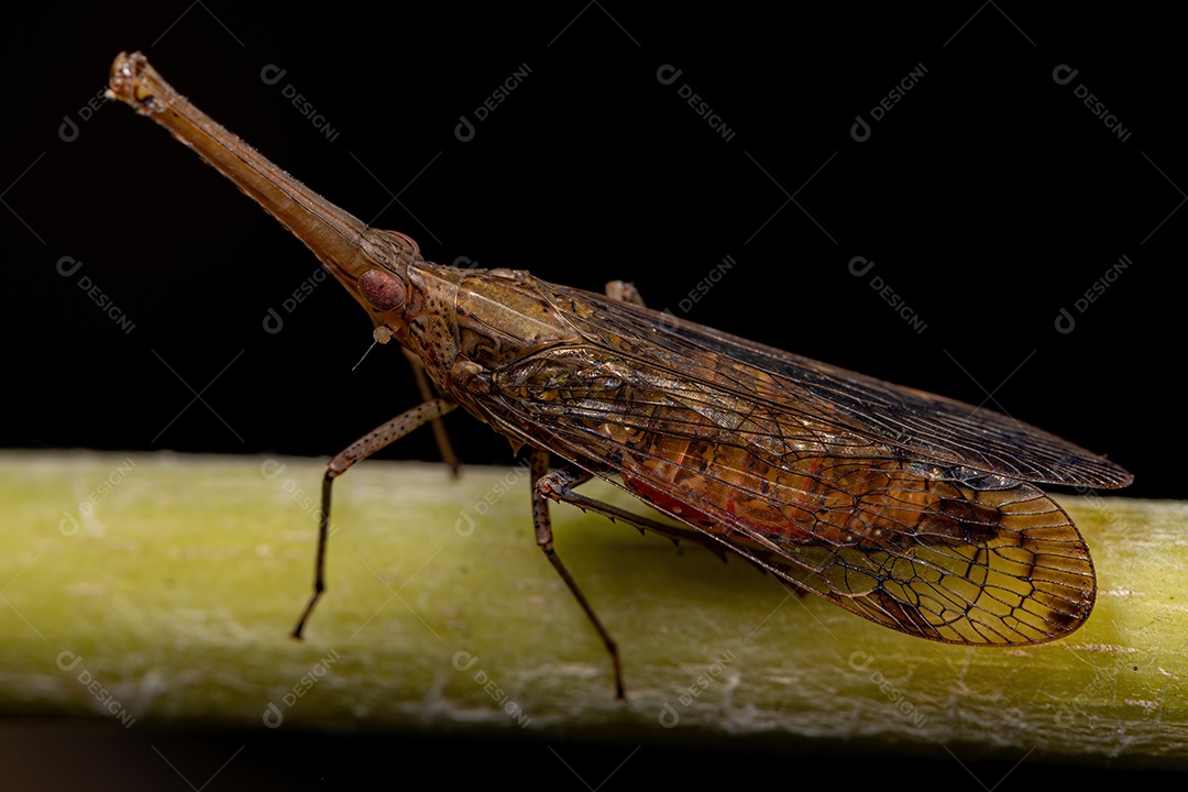 Adulto Dictyopharid Planthopper Inseto da família Dictyopharidae que se parece com um gavial ou crocodilo