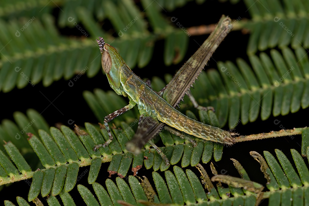 Macaco Gafanhoto Ninfa da Família Eumastacidae