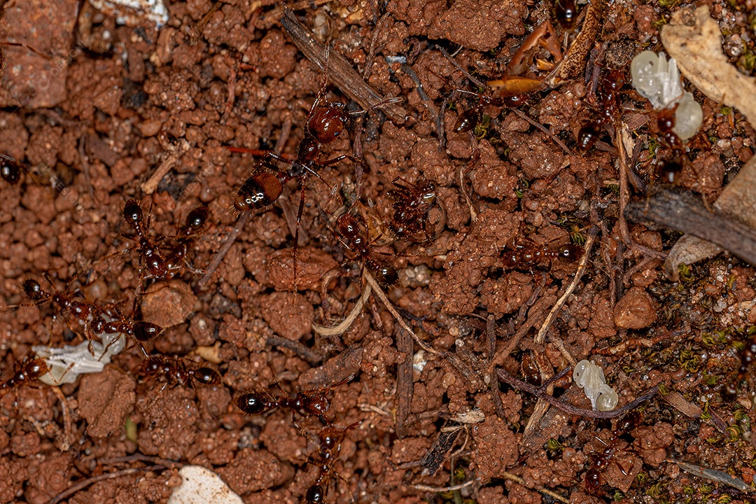 Formigas lava-pés adultas do gênero Solenopsis