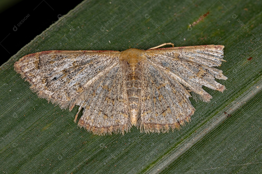 Mariposa geómetra adulta da família Geometridae