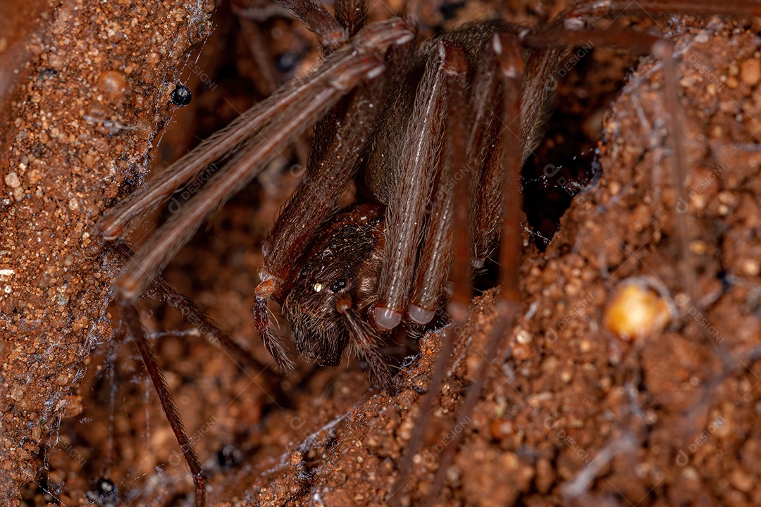 Aranha reclusa adulta do gênero Loxosceles