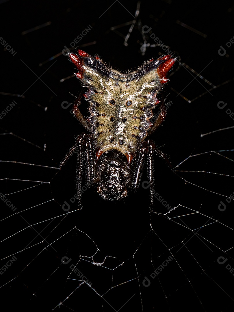 Pequena aranha tecelã fêmea da espécie Micrathena plana