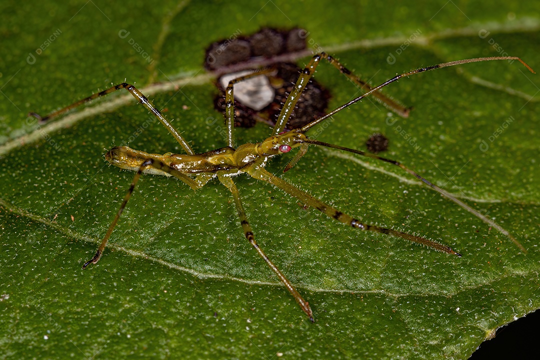 Assassin Bug Ninfa da Tribo Harpactorini