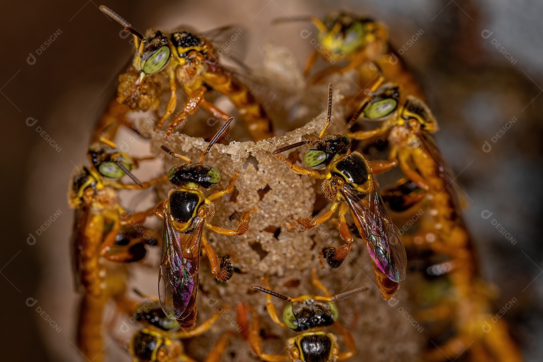 Formiga carpinteira fêmea adulta do gênero Camponotus