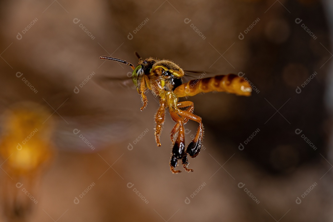 Formiga carpinteira fêmea adulta do gênero Camponotus