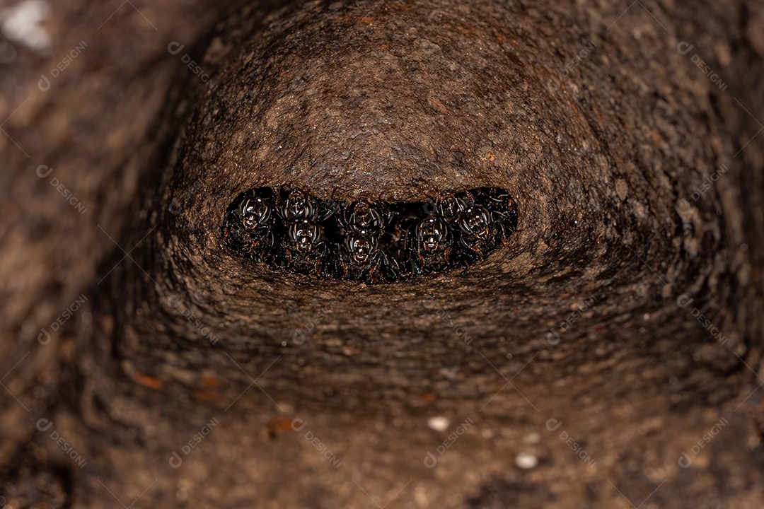 Abelhas sem ferrão adultas do gênero Partamona