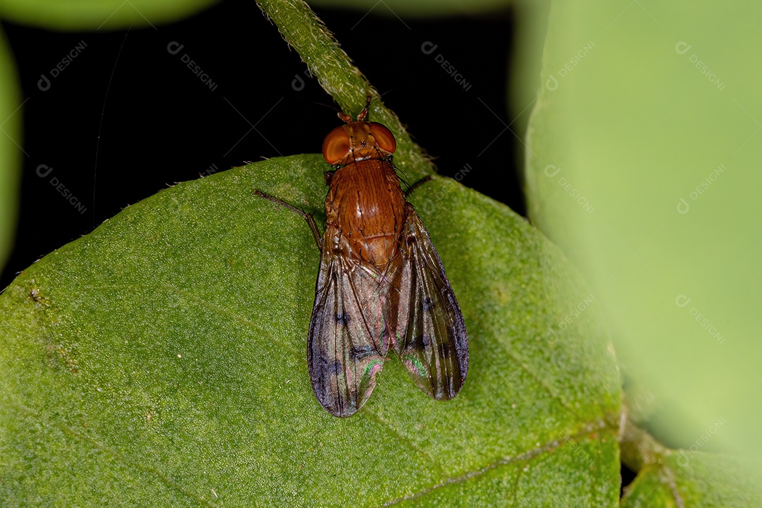 Mosca Lauxaniid adulta da família Lauxaniidae